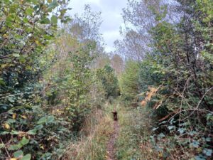 Lanes at CastleTaylor Woodland