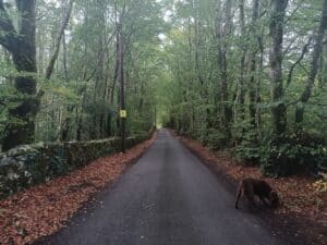 The Dark Road in CastleTaylor